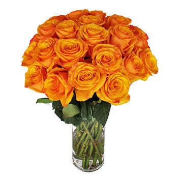 Rose Confidential Orange
